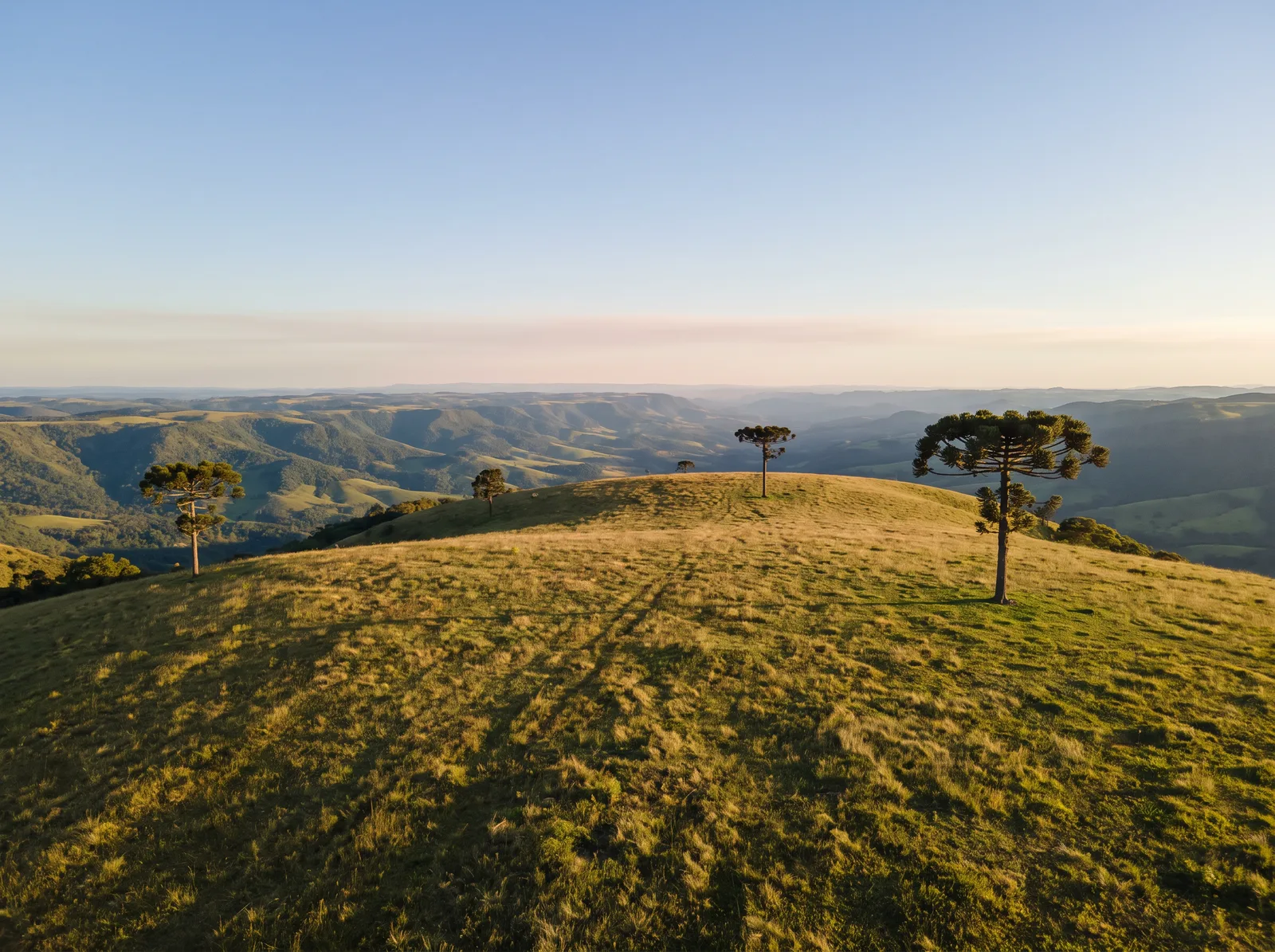 Topo de morro com campo aberto e araucárias, com vista para o vale